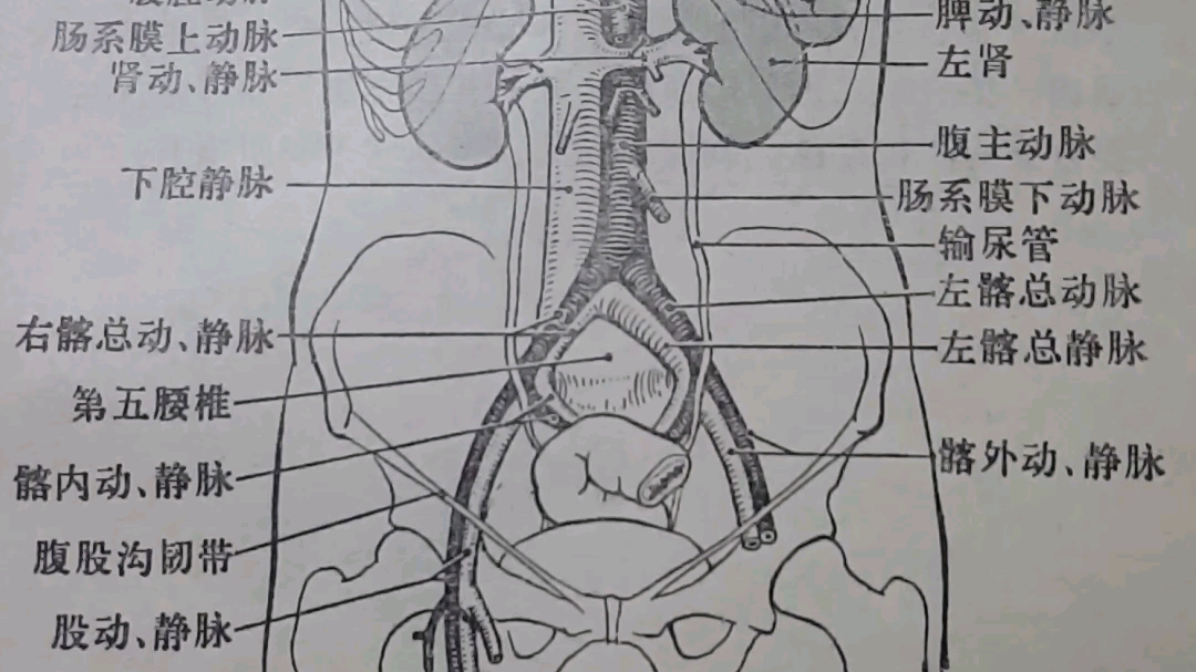 人体脉管系统手绘图图片