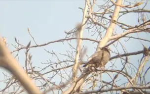 灰椋鸟正在思考鸟生