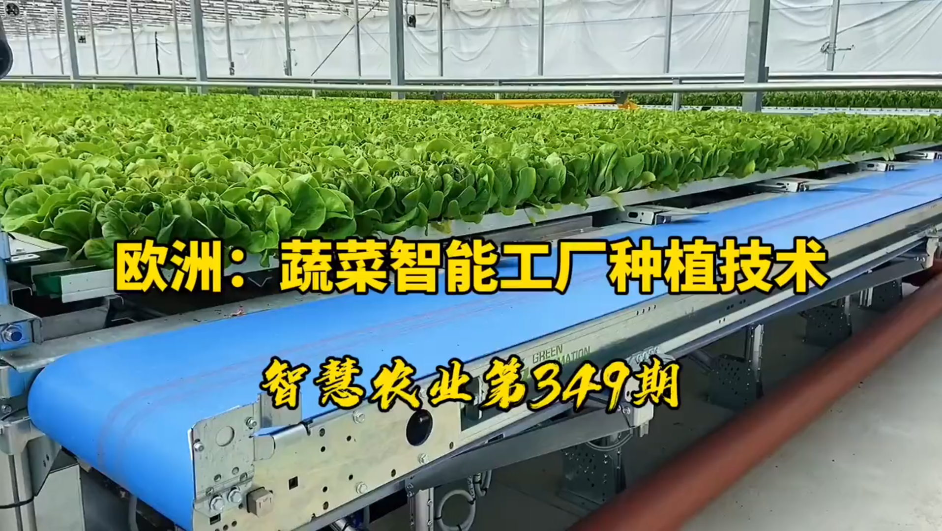 欧洲,蔬菜智能工厂种植技术哔哩哔哩bilibili