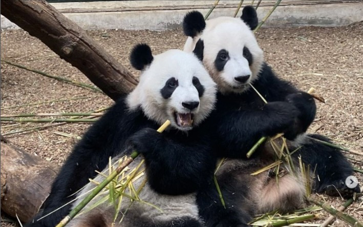 洋洋 伦伦,2024年底回国.具体日期没定.