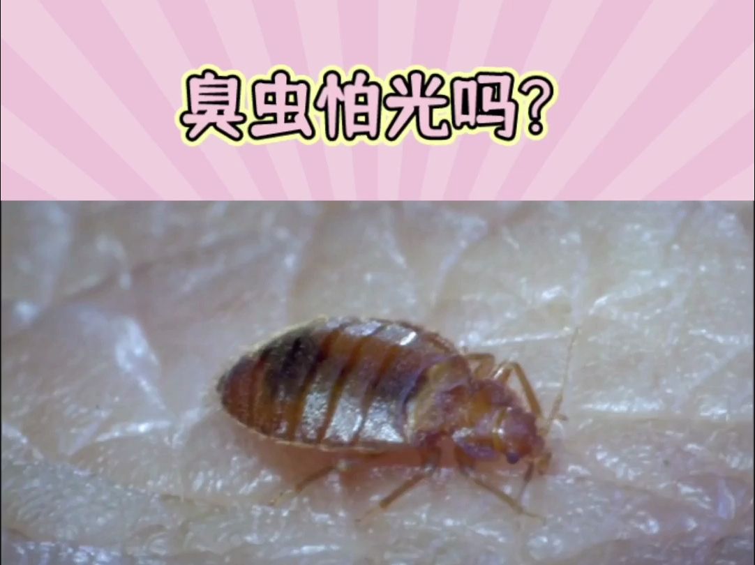 臭虫怕光我开灯睡觉能避免臭虫吗?哔哩哔哩bilibili