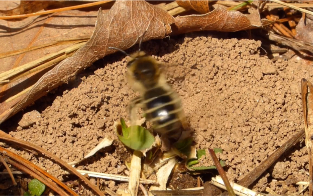 生态里微距拍摄记录黑地蜂挖泥安家,再蹲守它钻出来那一刻.