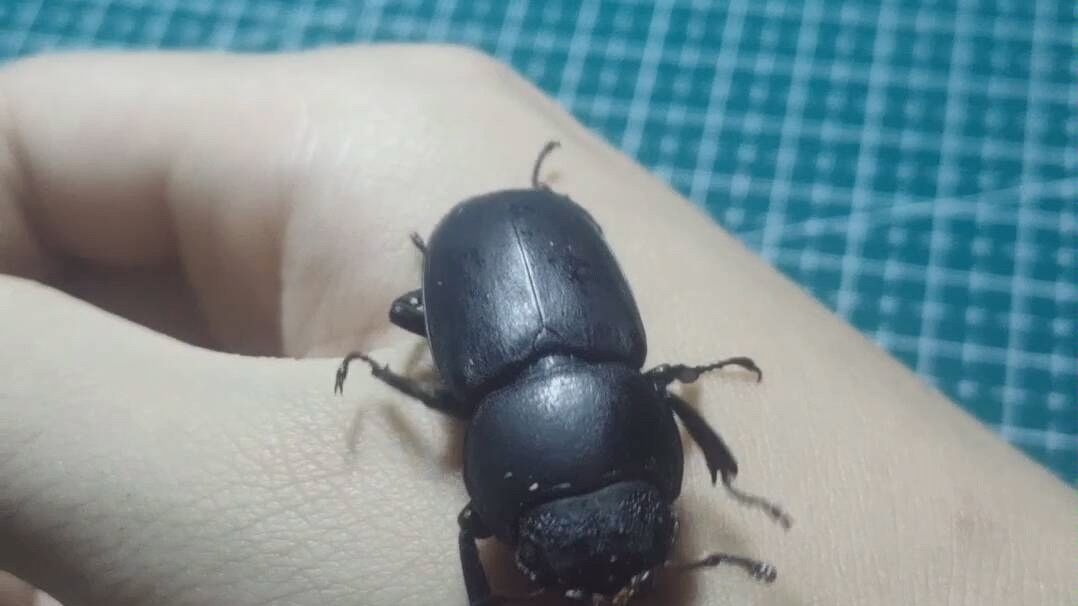 一只崩牙西南扁母虫