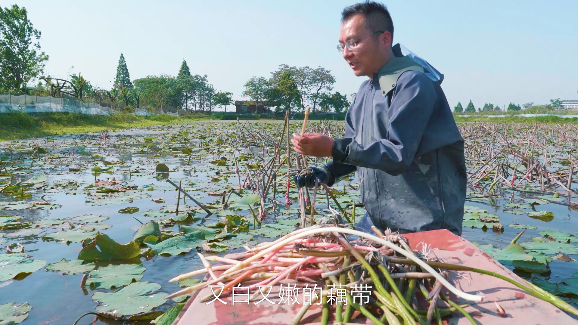 为助力湖北买的藕带的你,知道藕带是怎么生长的吗,今天藕爸带你来采摘藕带哔哩哔哩bilibili