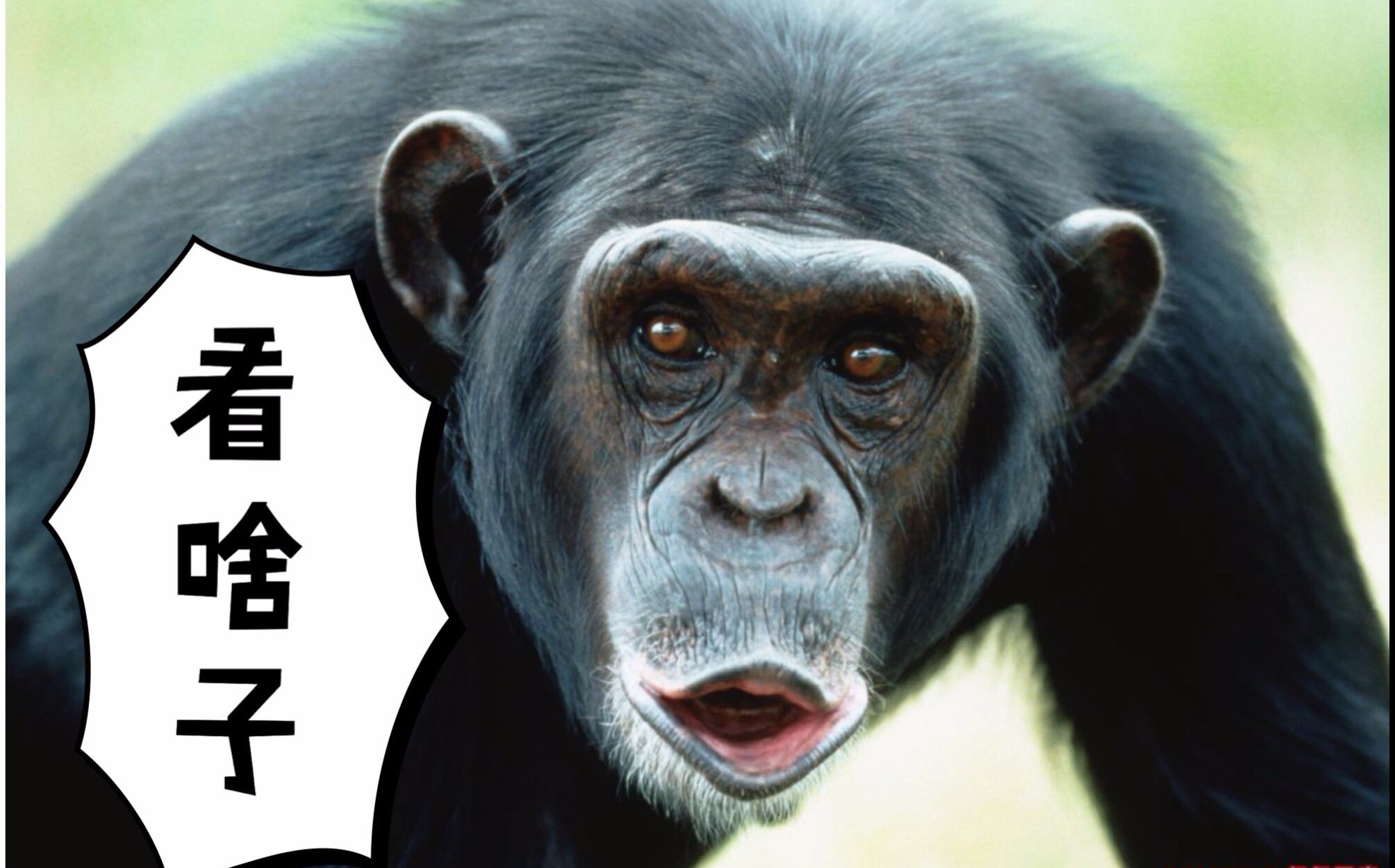 你没见过这么牙尖十怪的动物