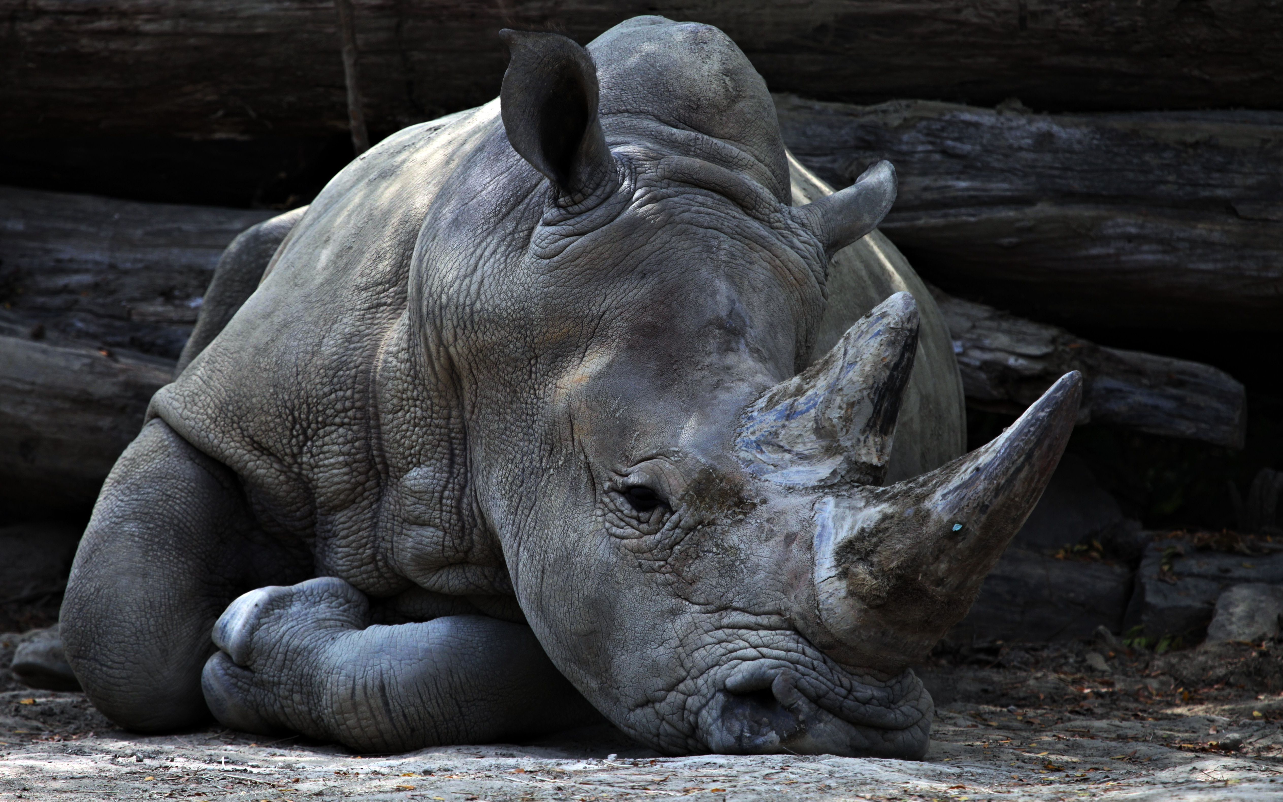 神秘的亚洲巨兽 爪哇犀:全球最濒危的犀牛之一