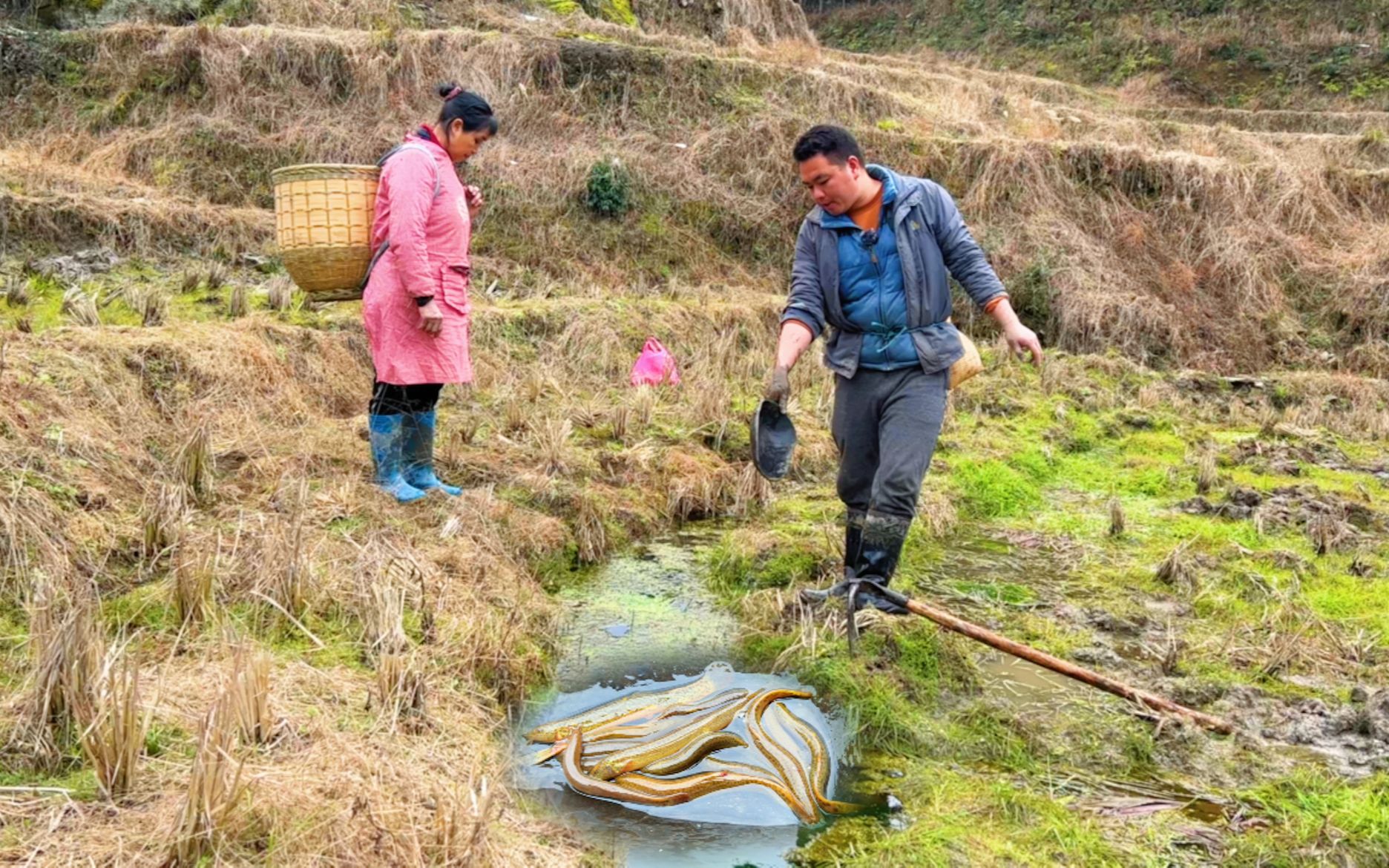 [图]稻田旁边有一个小水塘，泼干水后捉到很多泥鳅