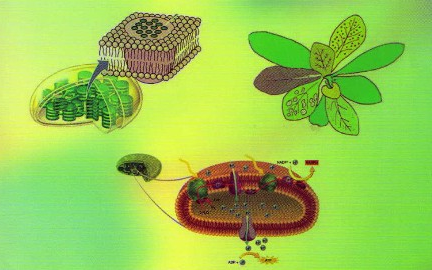 [图]植物生理学_山东农业大学_主讲-孟庆伟-王衍安 179讲