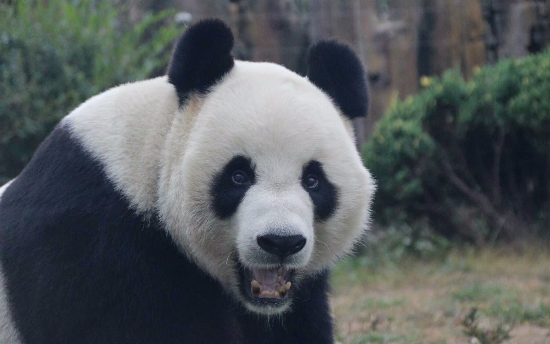 金虎国际熊猫图片