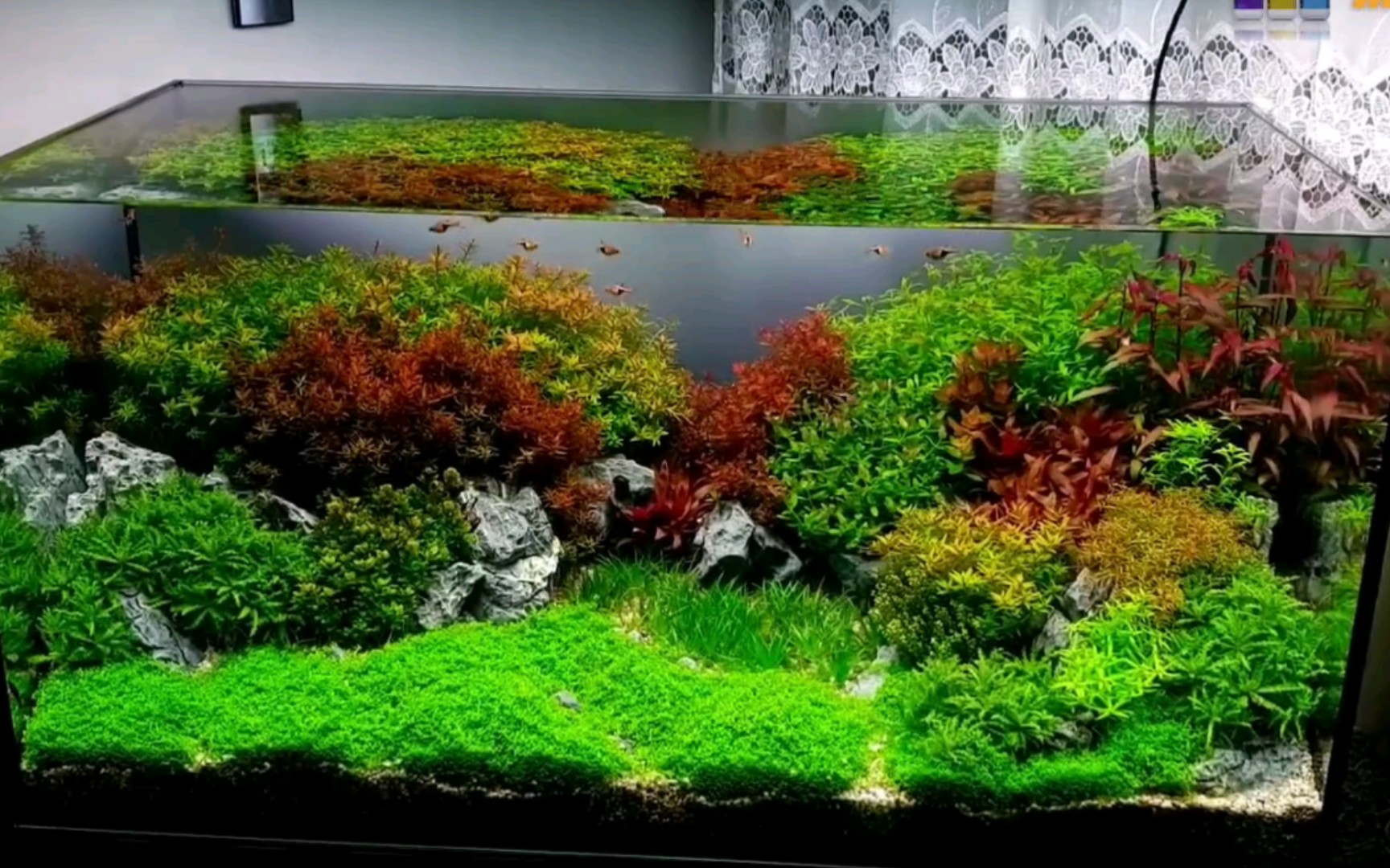 另外两个荷兰景缸欣赏