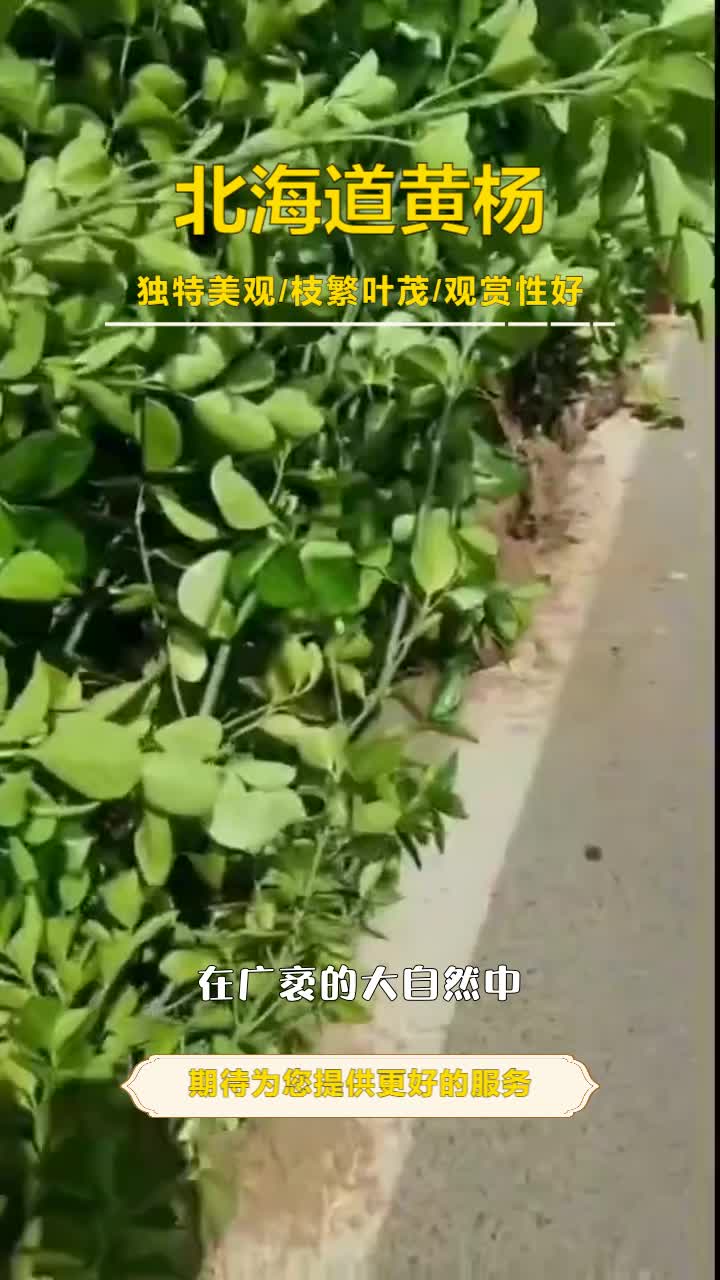 江苏北海道黄杨种植哔哩哔哩bilibili