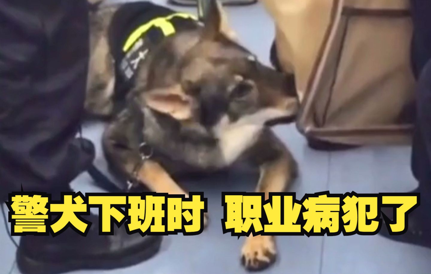 [图]警犬下班路上职业病犯了…网友：叫起来就是另一个故事了