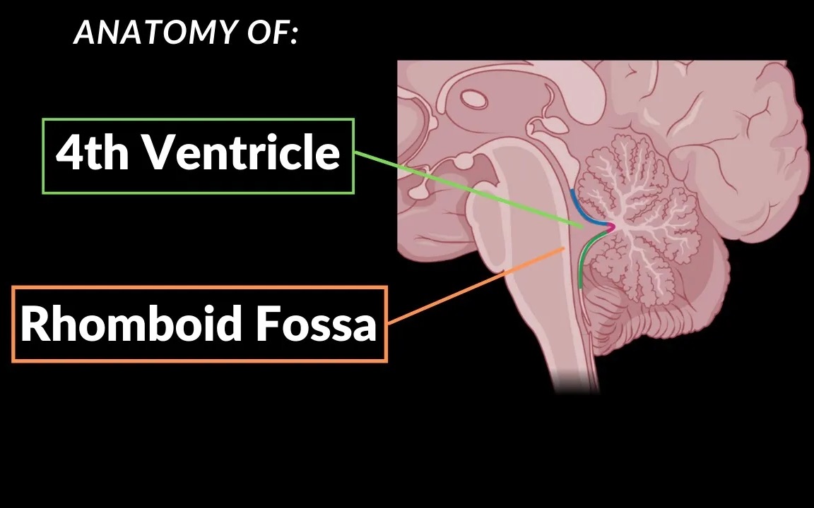 第四脑室&菱形窝(+脑神经)哔哩哔哩bilibili