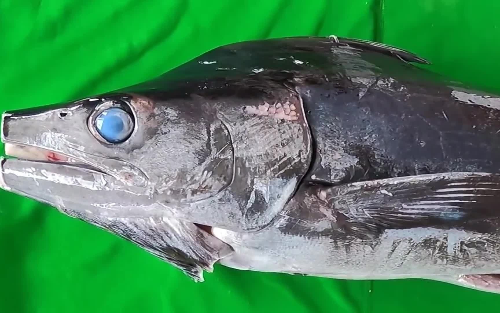 一条大马林鱼的处理切块