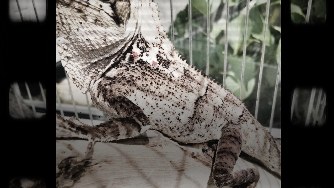 嘎嘎帅(海帆蜥)