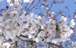 [图]樱烂漫Cherry Blossoms Romance Spring In Japan 短片