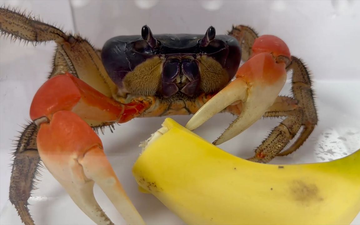当螃蟹遇到香蕉会发生什么?让我们拭目以待!