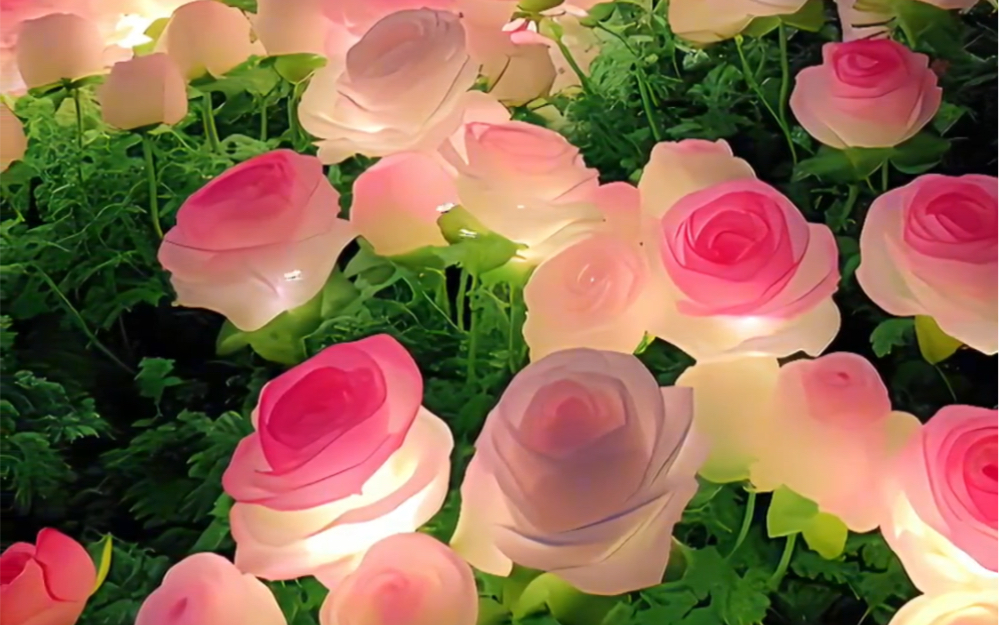 带你们去看一看少女般的玫瑰花海.
