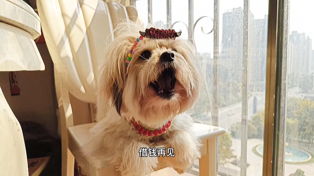 活动作品抠门的狗狗