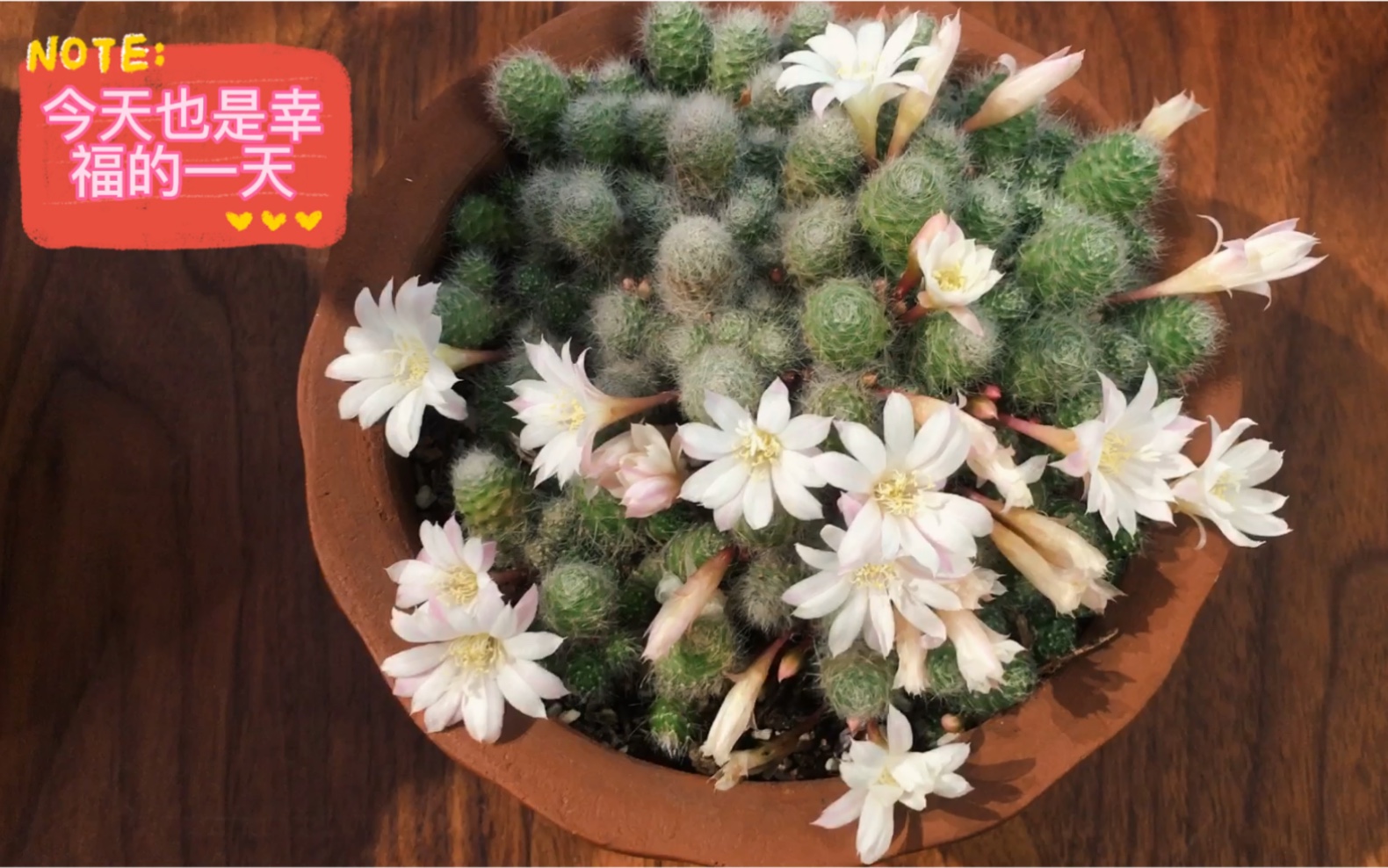 银蝶开花了,美美哒