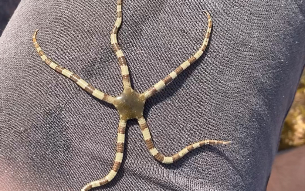 【天猫的潮间带生命巡礼】海蛇尾