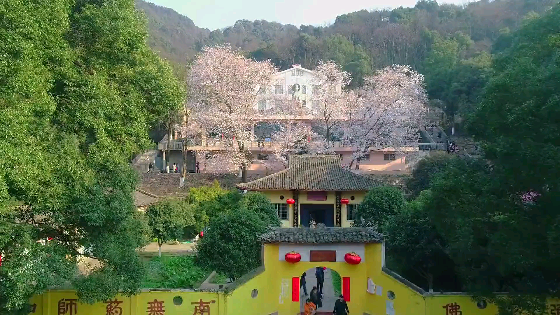 云游江西美到窒息庐山方竹寺的樱花开