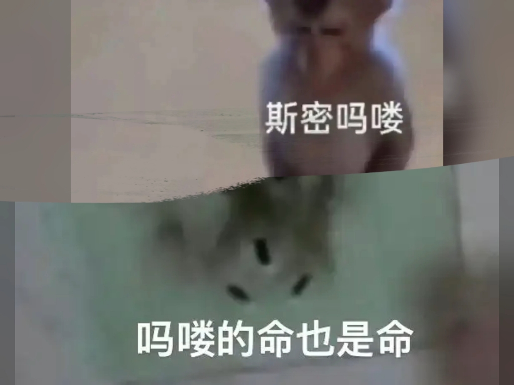 马喽到底是什么呢?哔哩哔哩bilibili