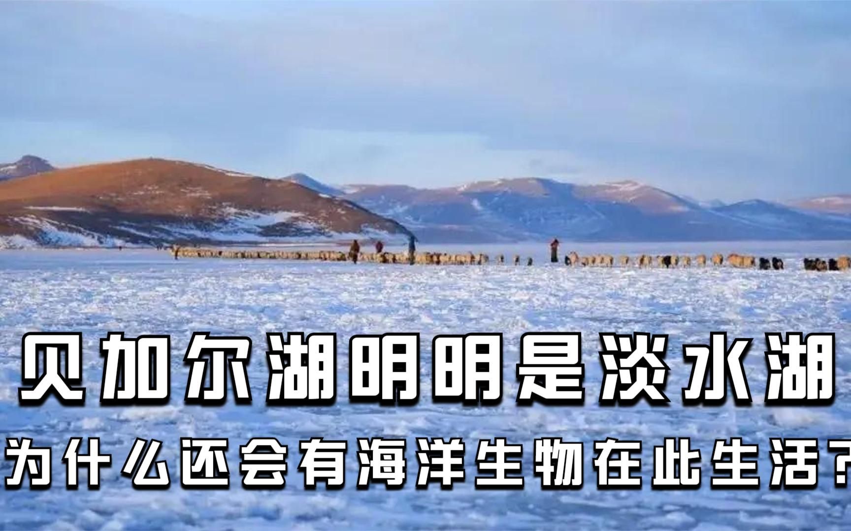 水深700米,年产鱼30亿斤,世界最深的贝加尔湖,里面的鱼有多大哔哩哔哩bilibili