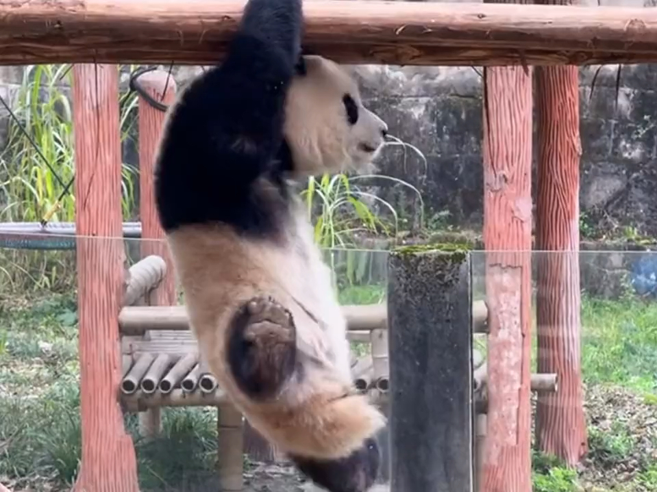 爱姐天不怕地不怕,就怕虫洞庞奶爸,庞奶爸就是爱姐的天敌.#大熊猫渝爱 #渝可渝爱 #国宝哔哩哔哩bilibili