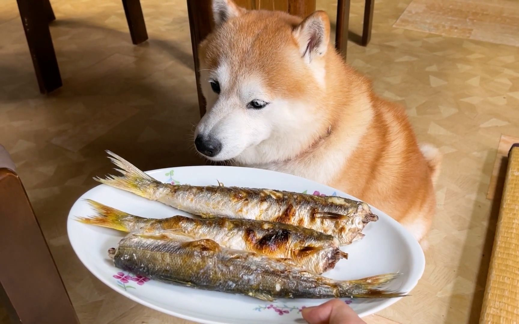 当柴犬看到刚刚遇到的鱼被切开时,难掩震惊