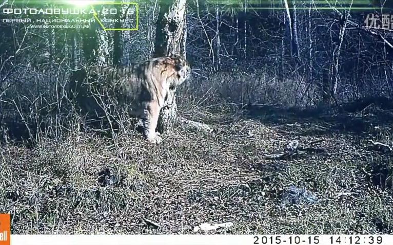 [图]野生东北虎保护区的一些监控录像合集，漂亮的大猫真是虎虎生风