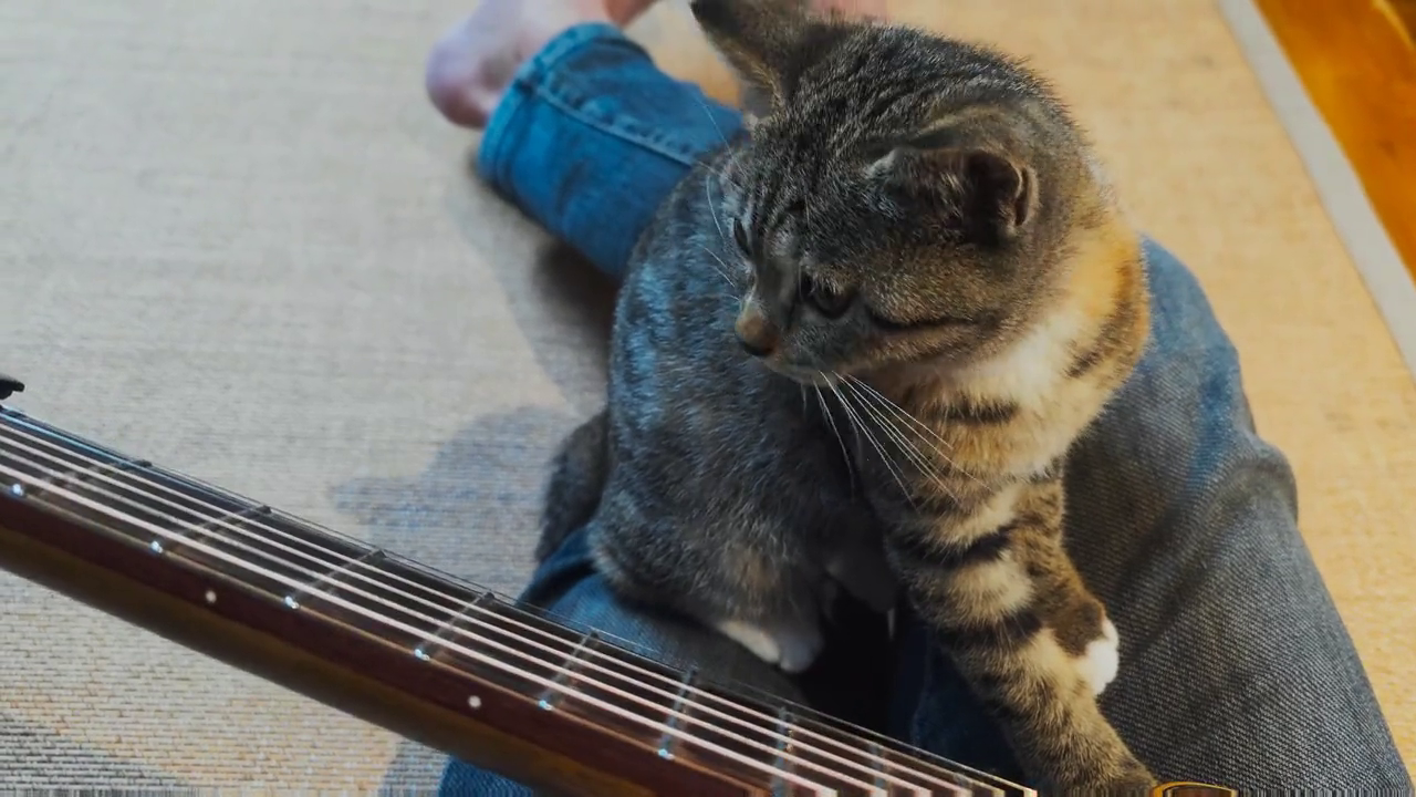 我的喵似乎听懂了吉他弹唱记录猫咪日常狸花猫猫咪