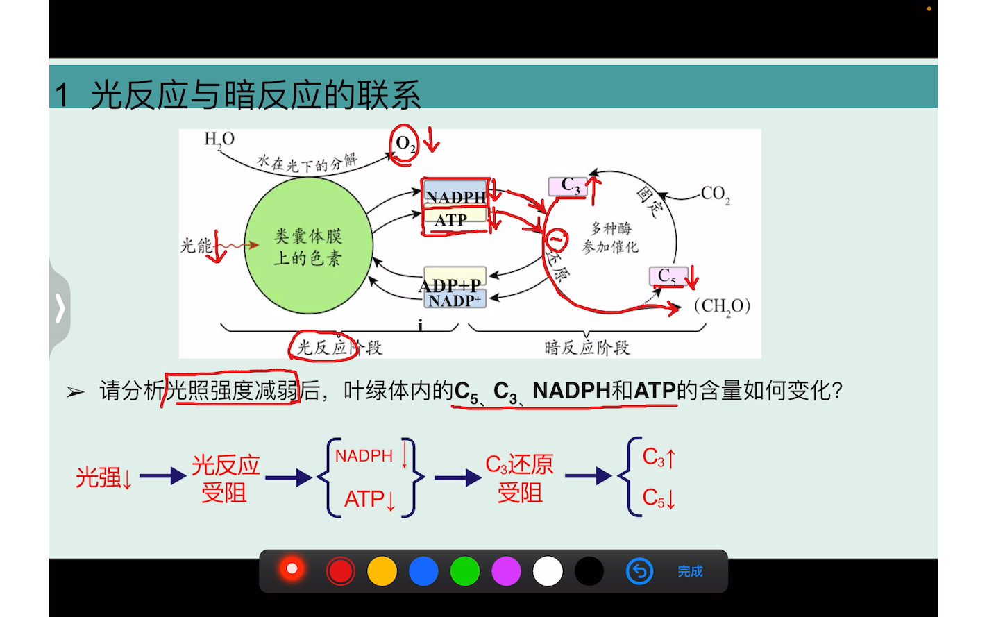 【光合作用】条件改变时,c3和c5含量的变化分析