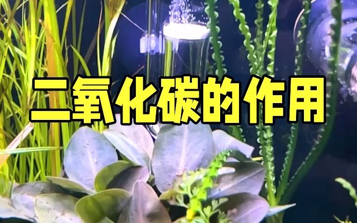 [图]水草缸二氧化碳的作用