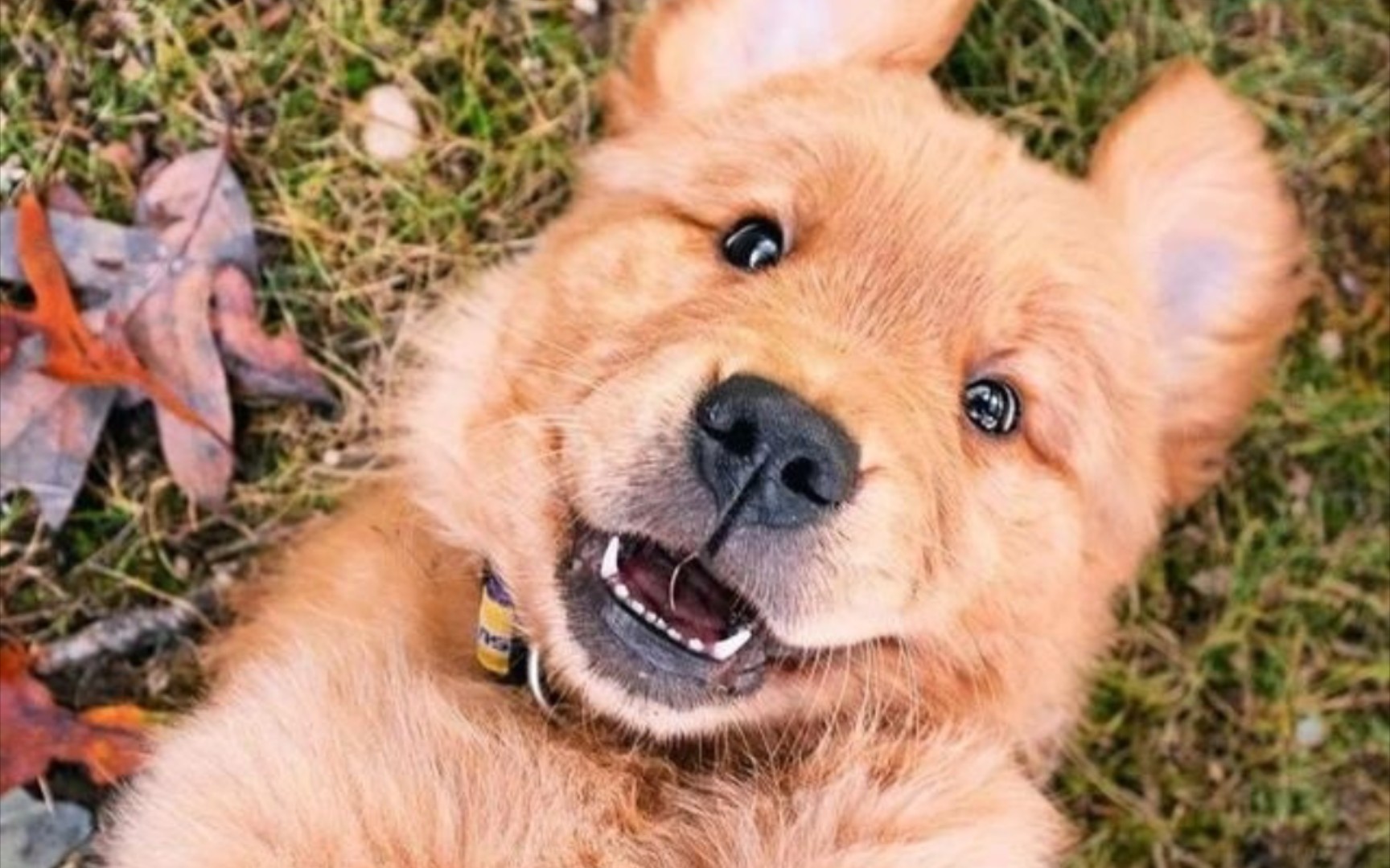 阳光开朗汪星人