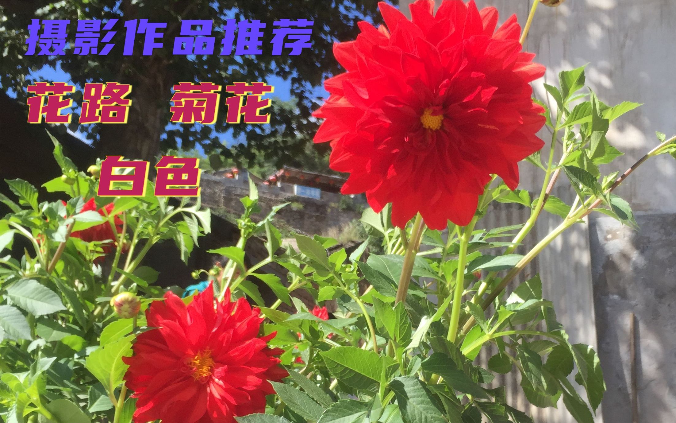 原创摄影作品推荐花路 菊花 白色哔哩哔哩bilibili