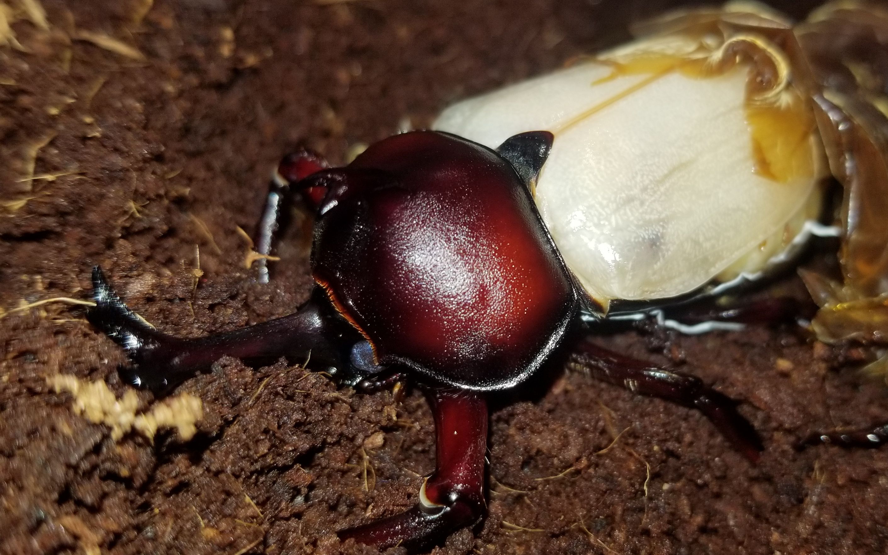 终于有一对独角仙成虫了,这只7厘米的公价值70元一只,好霸气啊_哔哩