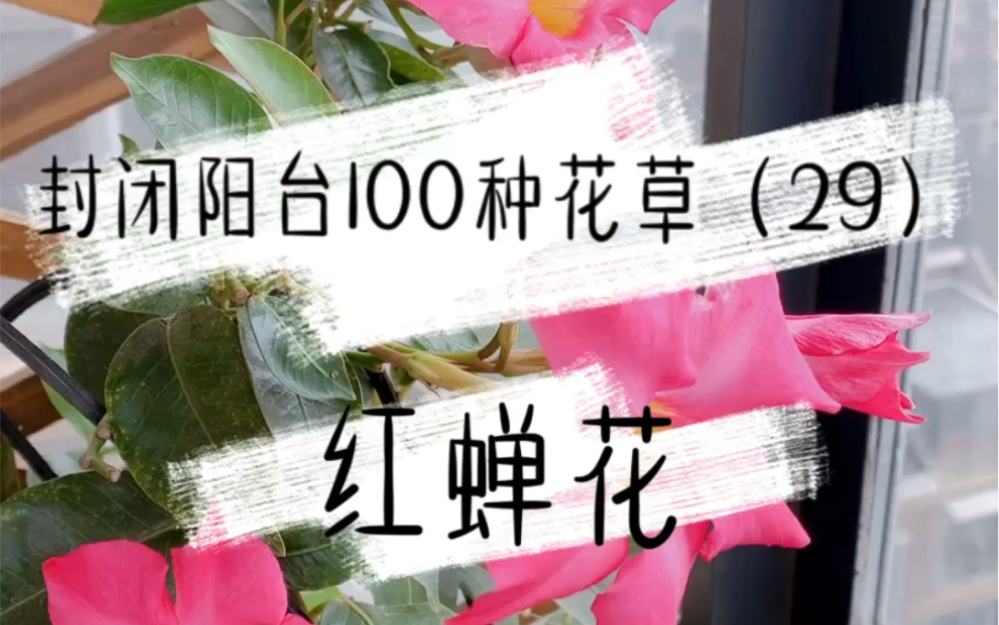 封闭阳台100种花草|红蝉花哔哩哔哩bilibili