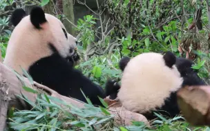 又是艾玖带崽的一天，这耳朵对比太强烈啦！05.16【大熊猫和花 艾玖】