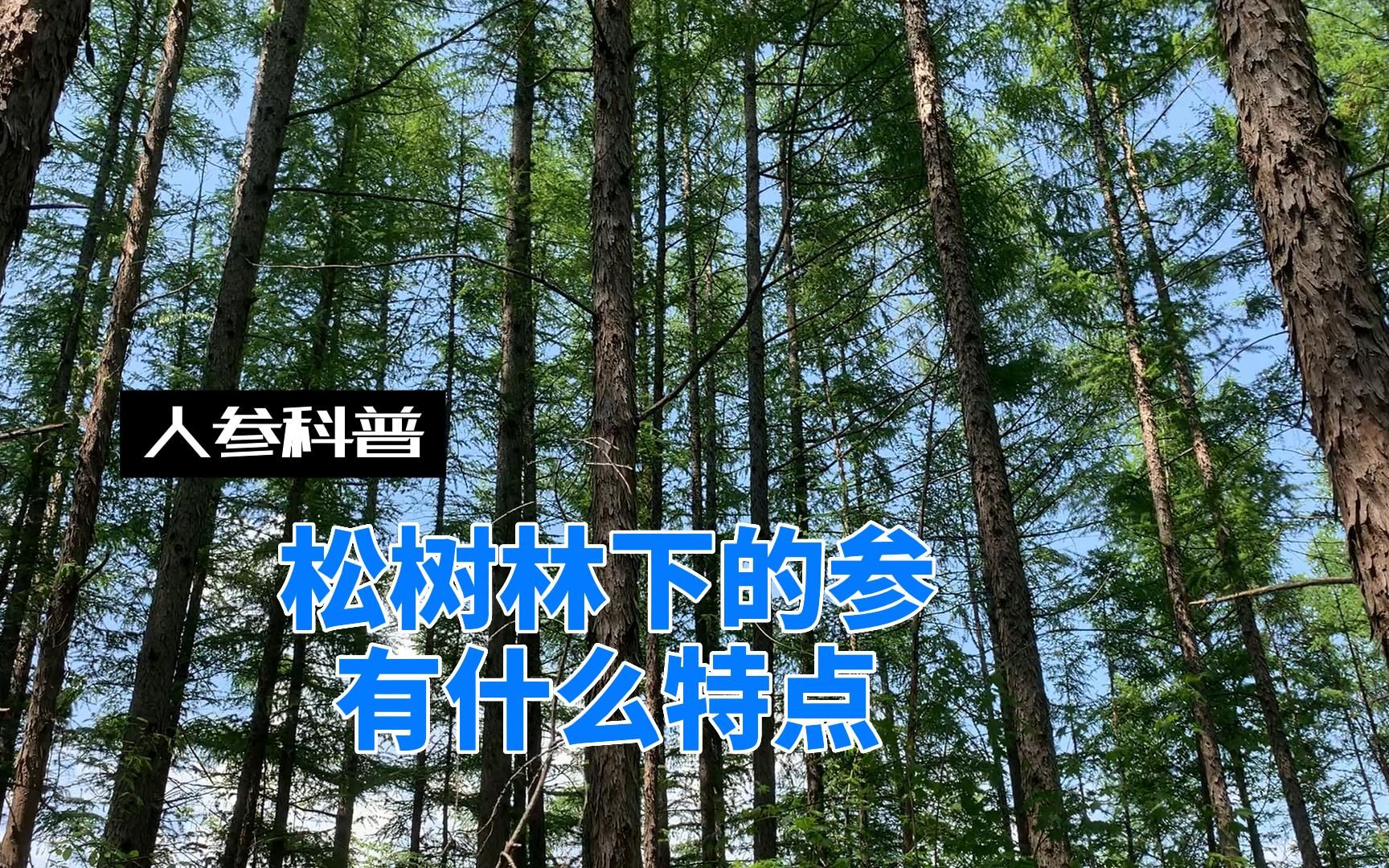 [图]松树林环境生长的林下参，有什么特点