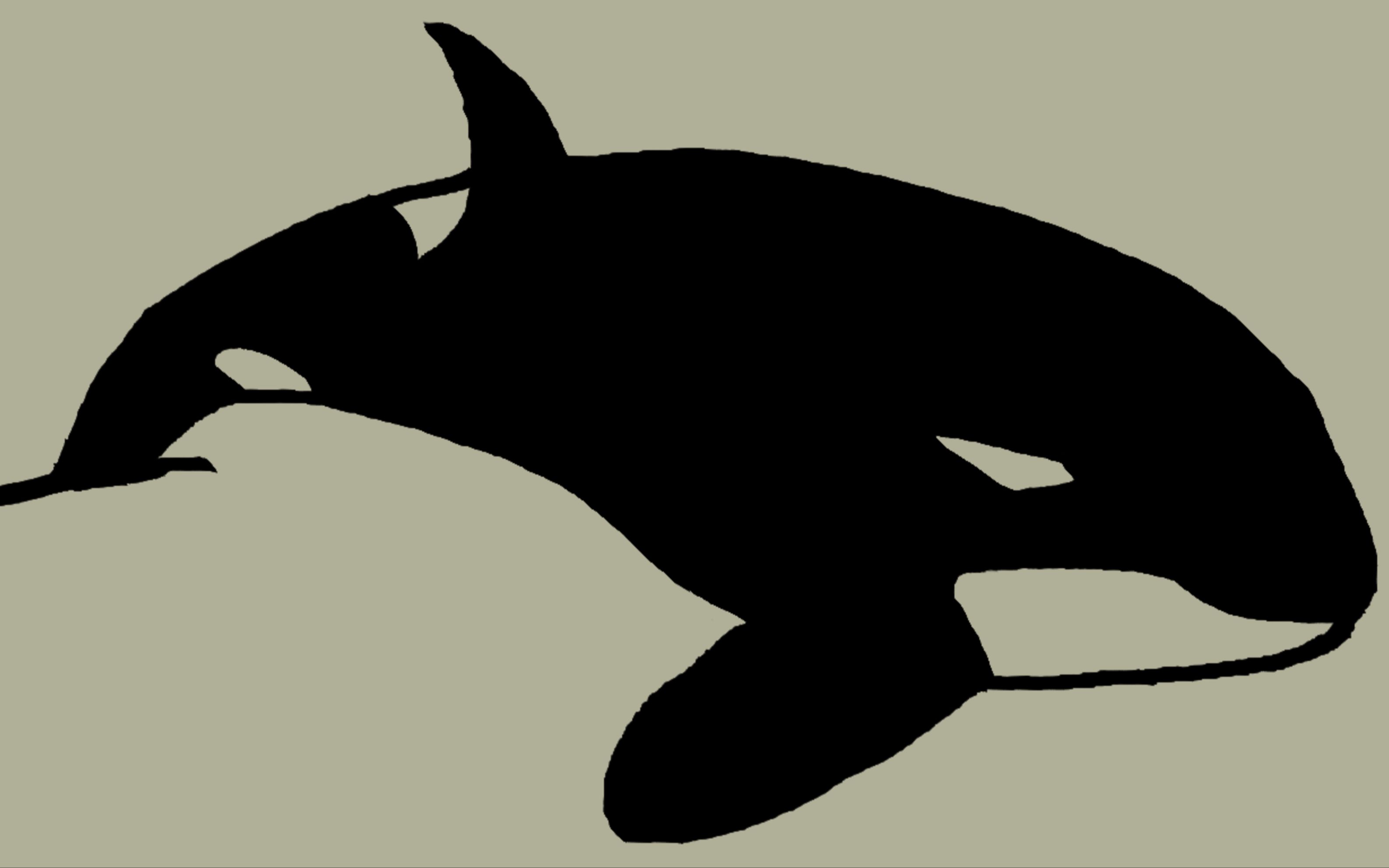 业余画图第九期,简简单单画个虎鲸