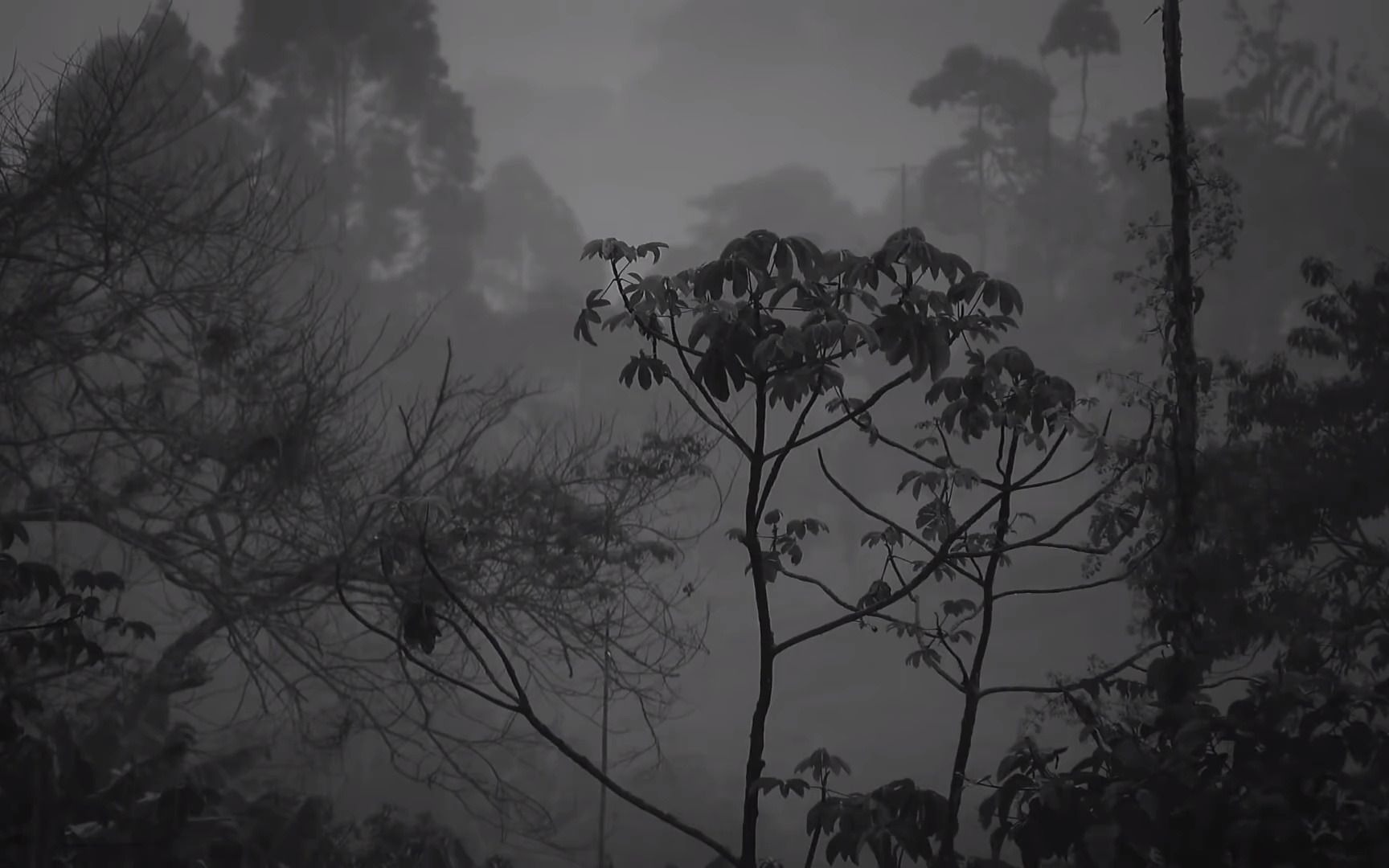 [图]白噪音 老山新雨。 亲近自然，在山林，听雷声雨声 4 小时