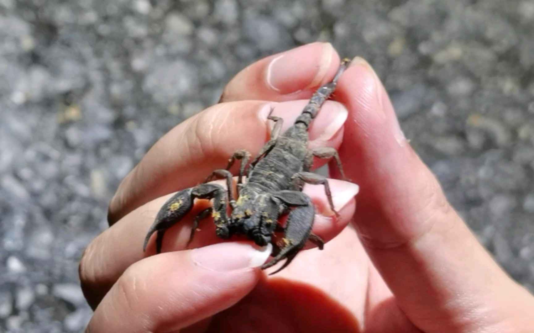 帅小伙徒手抓云南大黑蝎子,被狠狠的夹了手指_哔哩哔哩_bilibili
