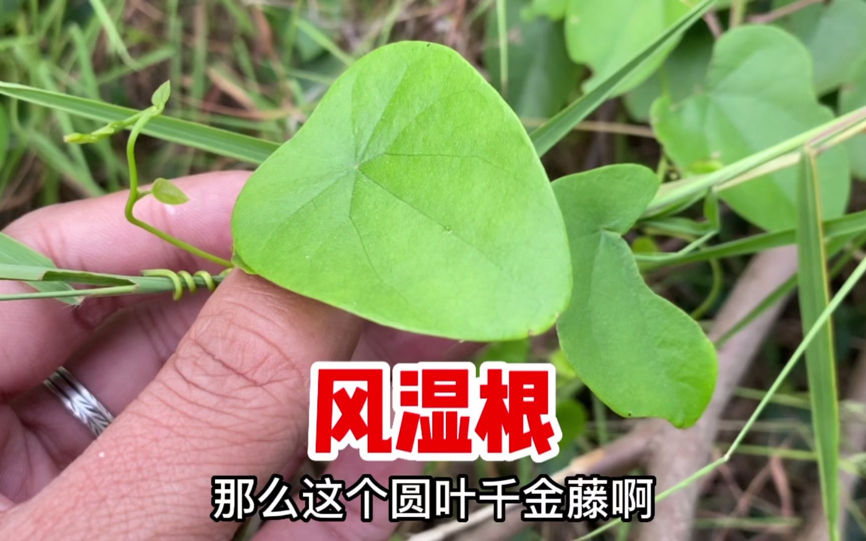 圆叶千金藤也叫粪箕笃,想不到它的块根价值那么大?很多人却不知