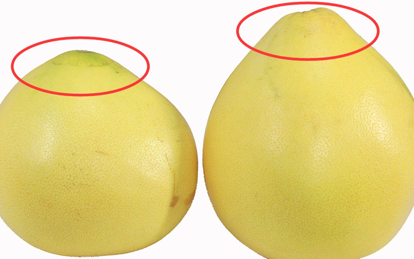 柚子也要分公母顶部看一眼就辨出一挑一个准皮薄汁多果肉甜柚子