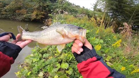 めちゃくちゃ釣れると話題のハニタスを冬の野池で試してみると グッ バス釣り 哔哩哔哩 Bilibili