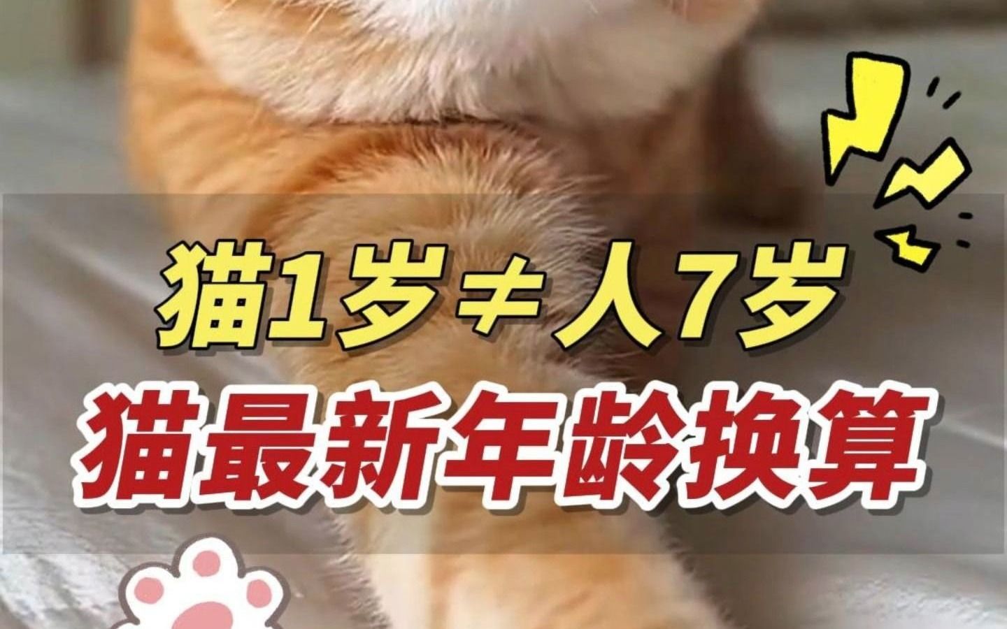 猫咪1岁=人7岁?假的!最新猫咪年龄换算哔哩哔哩bilibili