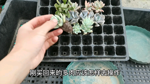 刚买的多肉植物穴盘苗如何上盆 配土修根铺 哔哩哔哩 Bilibili