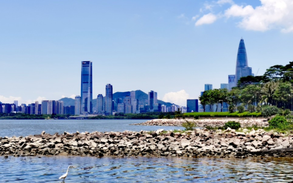 夏日的深圳湾公园