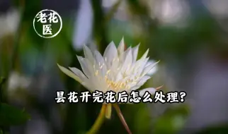 Download Video: 昙花开完花后怎么处理？